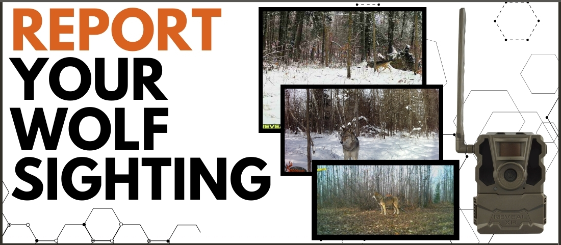 Report Your Minnesota Wolf Sighting