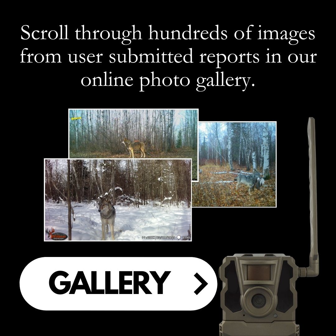 Hundreds of wolf images