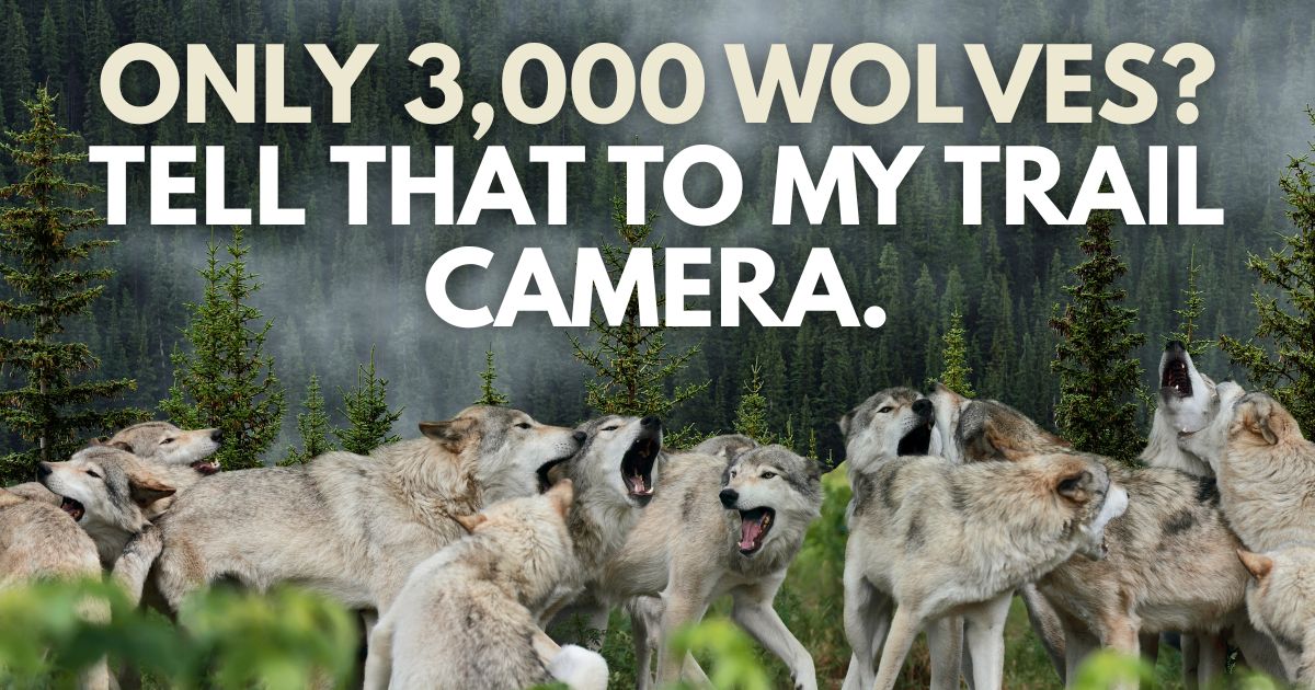 Only 3,000 Wolves? Tell That to My Trail Camera.