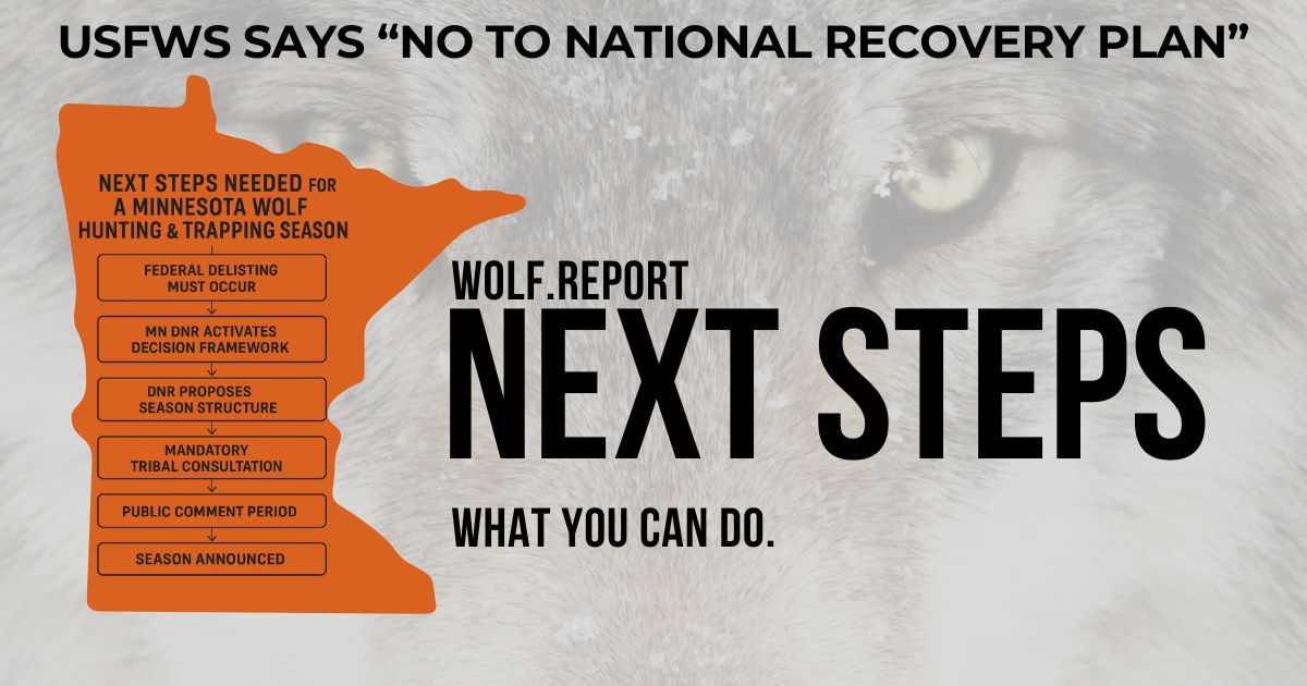 Next steps To minnesota wolf season