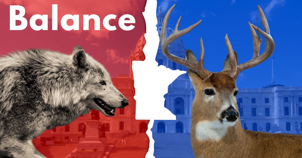 Wolf Management In Minnesota