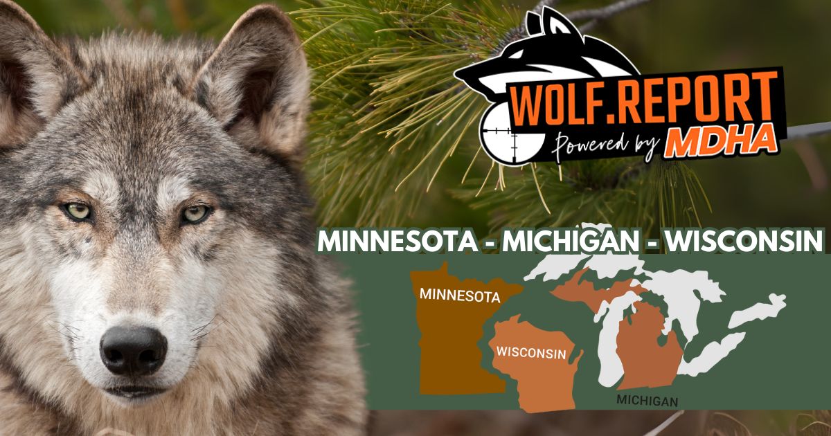Wolf Report Michigan