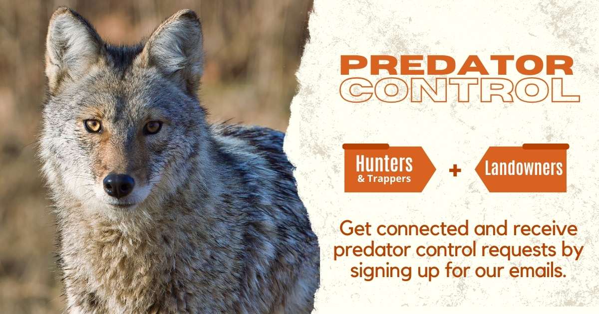 Coyote Hunting In Minnesota