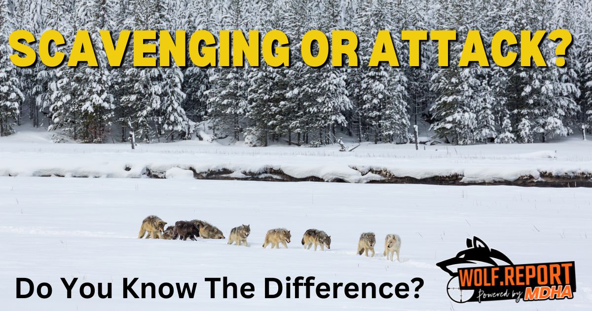 Wolf Kill or just scavenging?