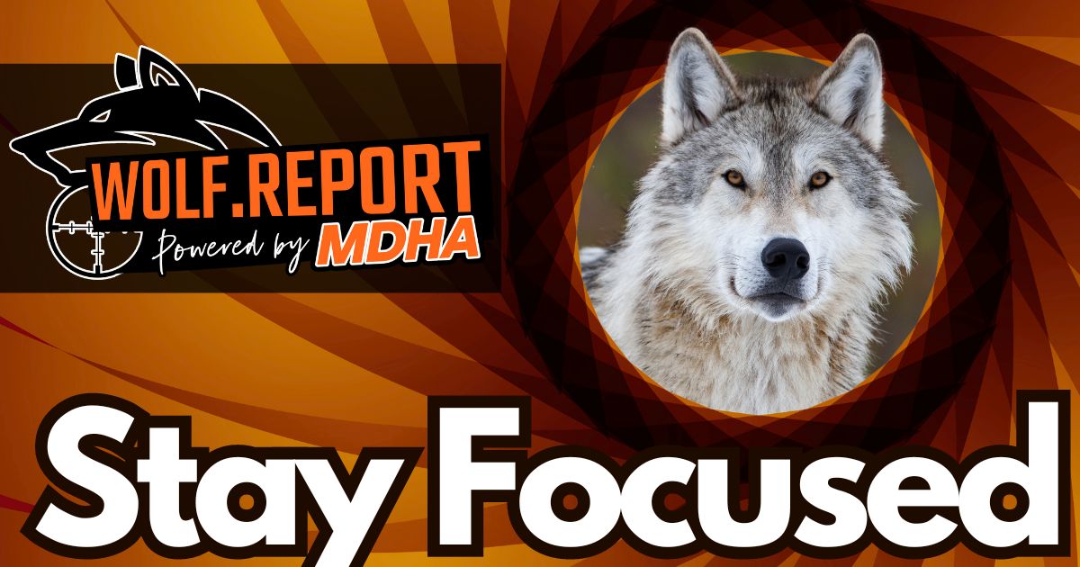 Stay focused on wolf management