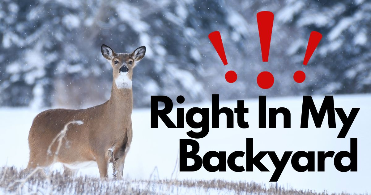 Wolf Attack In Minnesota