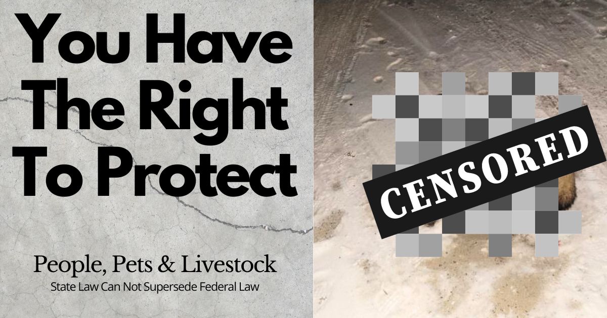 Protect your pets from wolf attacks in Minnesota