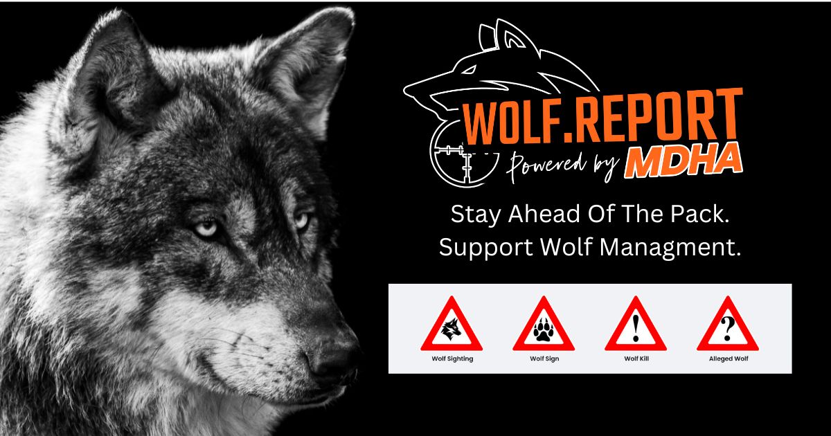 Wolf.Report