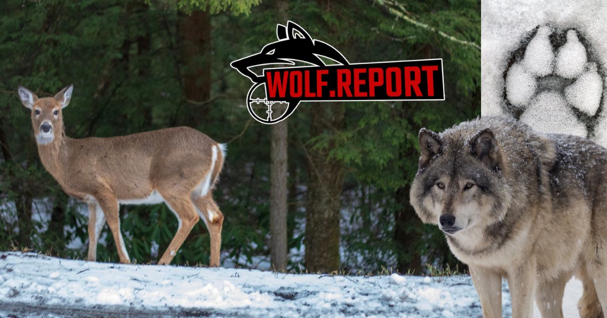 Wolf.Report