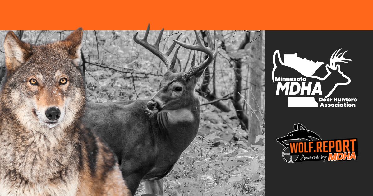 Wolf Report and MDHA