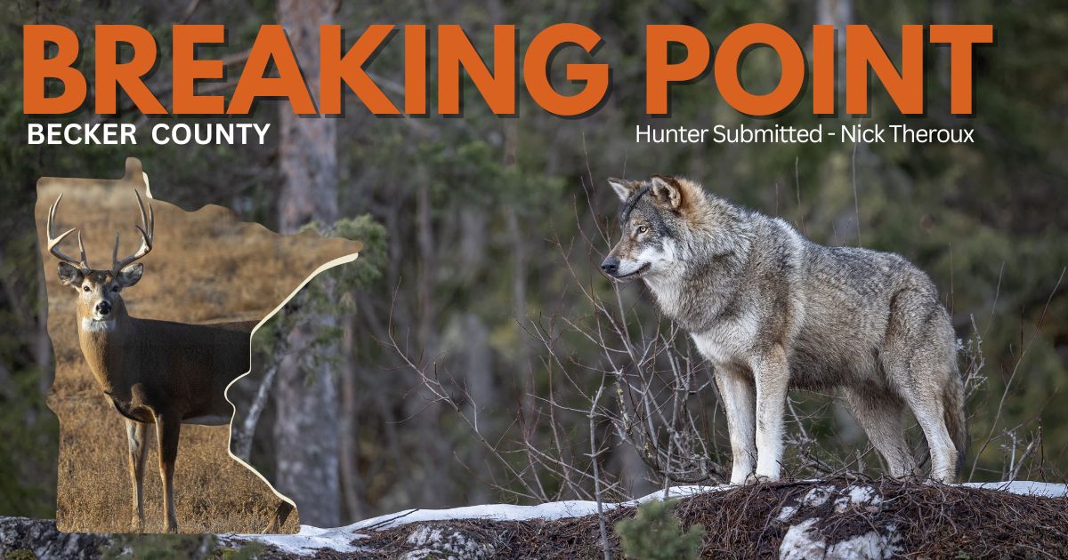 Minnesota Wolf Management