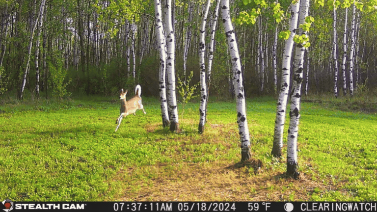 Wolves Chase Deer In Minnesota