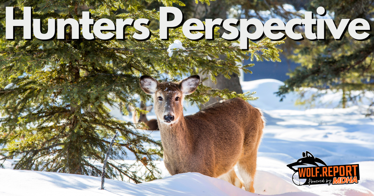 Minnesota Wolf Management