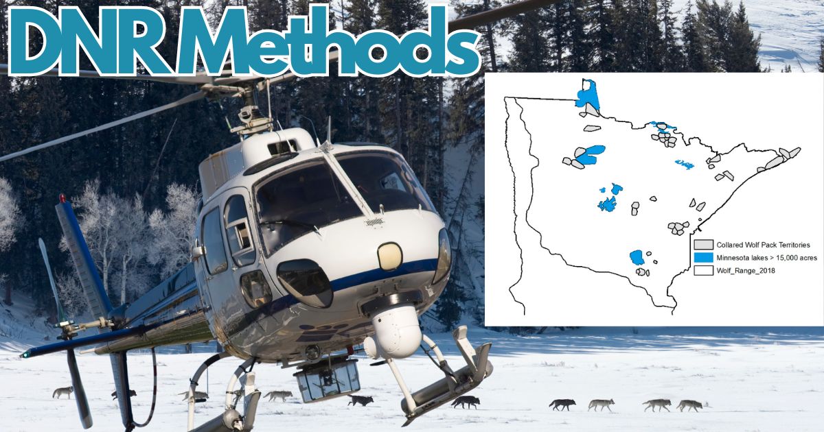 How the Minnesota DNR Count wolves