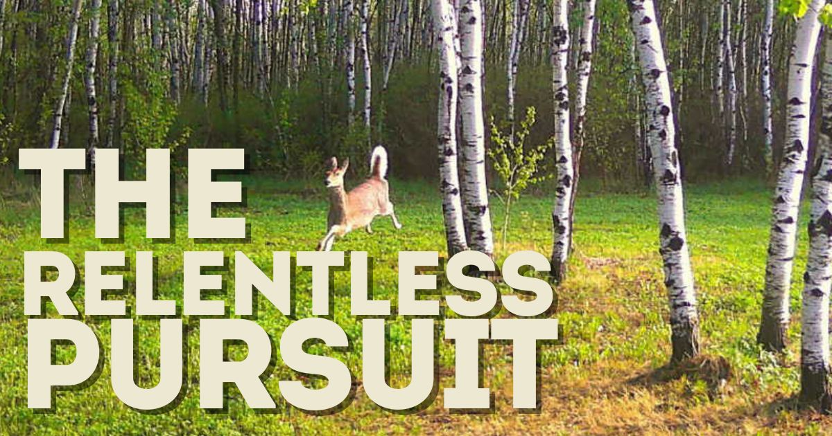 Wolves Chase Deer In Minnesota