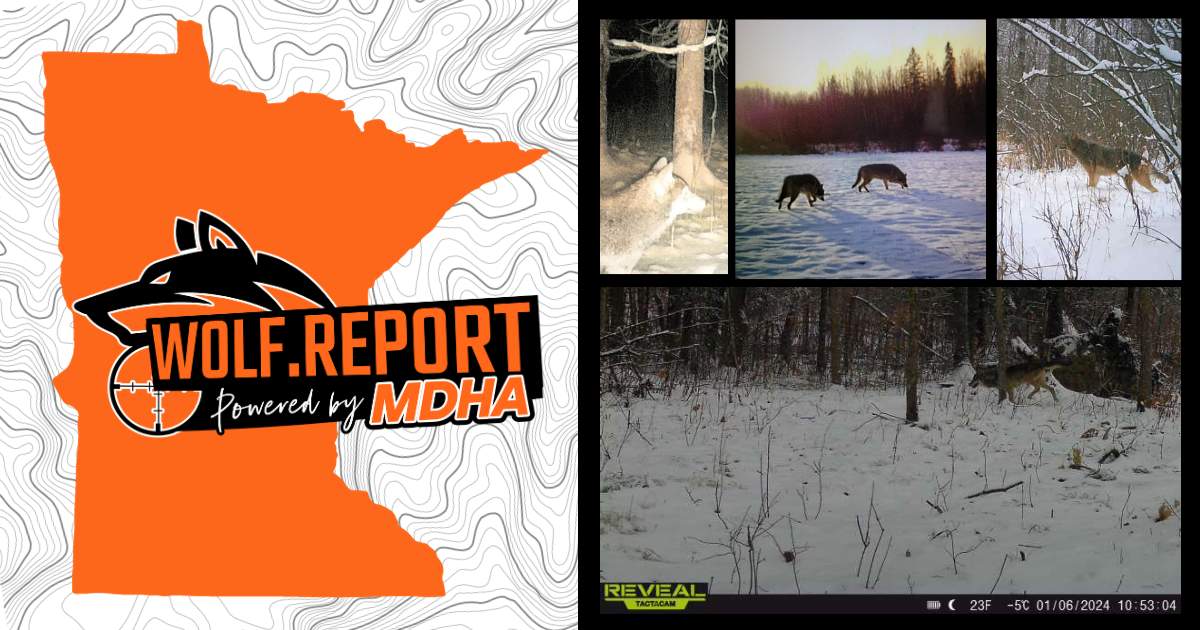 Wolf and Coyote Managment In Minnesota
