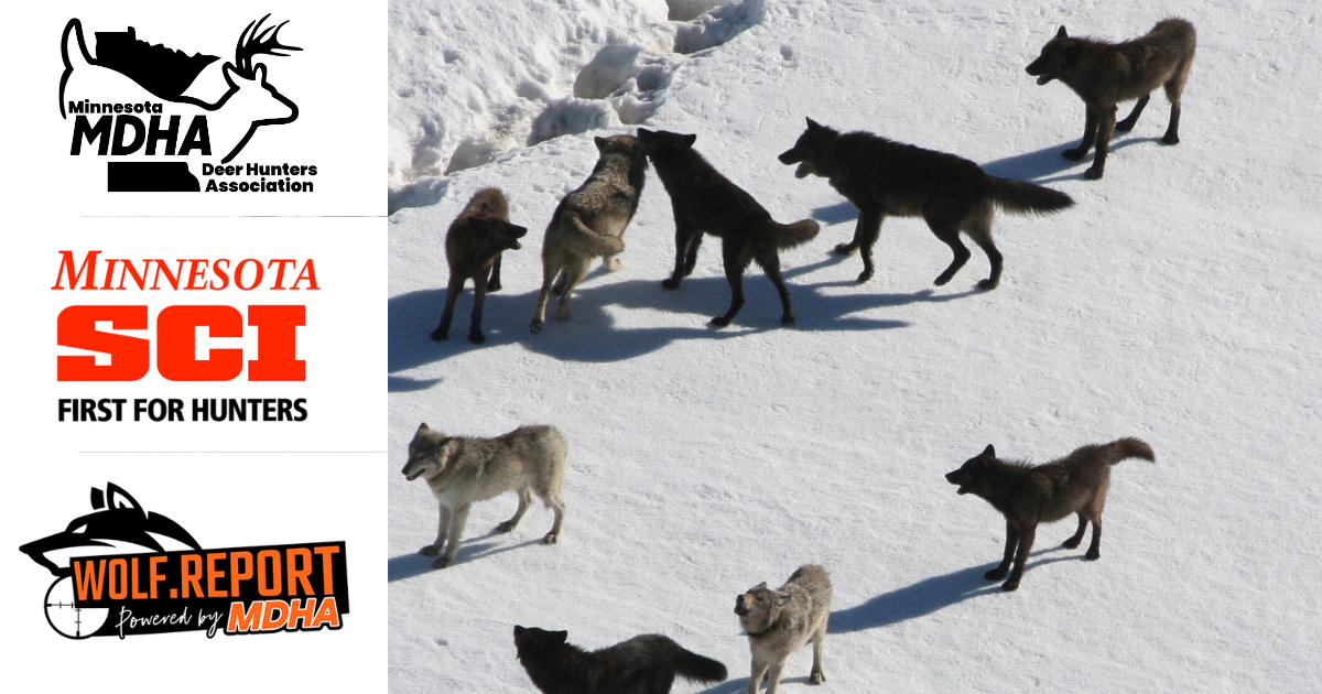 United for Minnesota Conservation: SCI, MDHA, and Wolf Report