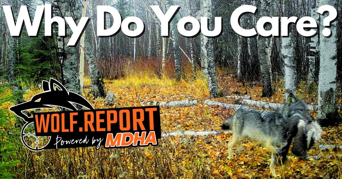 Wolf Hunting Season In Minnesota